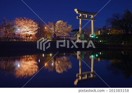 Torii and cherry blossoms reflected on the surface of the water 101383158