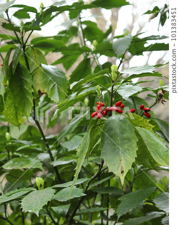 Fruit of aoki 101383451