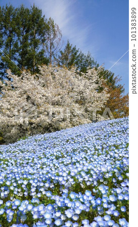 Nemophila和櫻花（贊岐萬野公園）[香川縣仲多戶郡萬野町] 101383899
