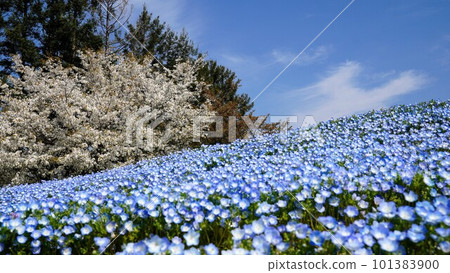 Nemophila 和櫻花（贊岐萬能公園）[香川縣仲多戶郡萬能町]② 101383900