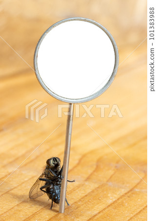 The fly stands on its hind legs and holds an empty board. The fly stands on its hind legs and holds an empty board. 101383988
