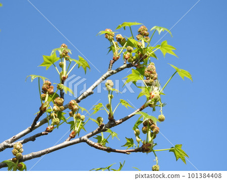 Momigiba水牛花 101384408