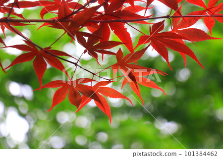 Red maple leaves 101384462