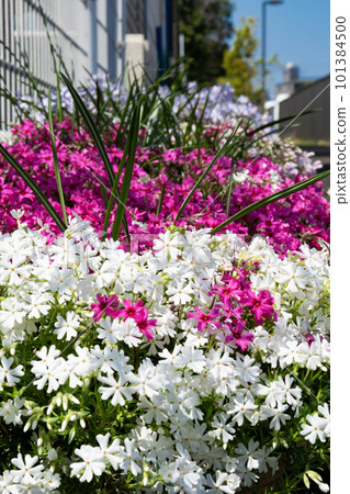 Colorful flowers of oleander Colorful flowers of oleander 101384500