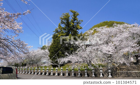 Cherry blossoms at Hakusan Shrine [Miki-cho, Kida-gun, Kagawa Prefecture] 101384571