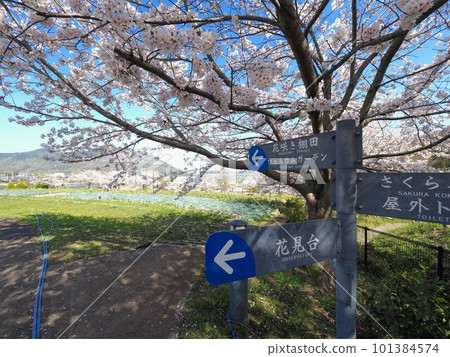 善通寺“Gogaku no Sato”公民聚集山公園的櫻花[香川縣善通寺市] 2 101384574