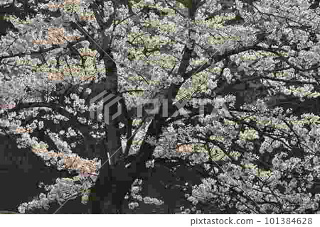 Spring full bloom Spring full bloom 101384628