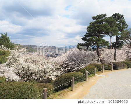A superb view of cherry blossoms in Kenrokuen, one of the Three Great Gardens of Japan A superb view of cherry blossoms in Kenrokuen, one of the Three Great Gardens of Japan 101384633