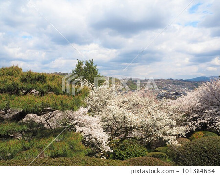 A superb view of cherry blossoms in Kenrokuen, one of the Three Great Gardens of Japan 101384634