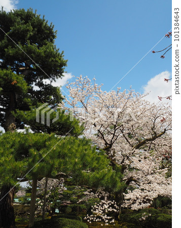 A superb view of cherry blossoms in Kenrokuen, one of the Three Great Gardens of Japan 101384643