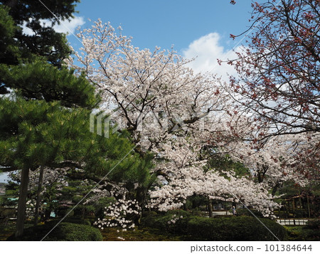 在日本三大名園之一的兼六園欣賞絕美的櫻花 在日本三大名園之一的兼六園欣賞絕美的櫻花 101384644