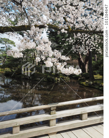 A superb view of cherry blossoms in Kenrokuen, one of the Three Great Gardens of Japan A superb view of cherry blossoms in Kenrokuen, one of the Three Great Gardens of Japan 101384647