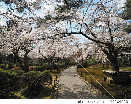 A superb view of cherry blossoms in Kenrokuen, one of the Three Great Gardens of Japan A superb view of cherry blossoms in Kenrokuen, one of the Three Great Gardens of Japan 101384650