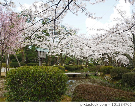 日本三大名園之一的兼六園風光 101384705