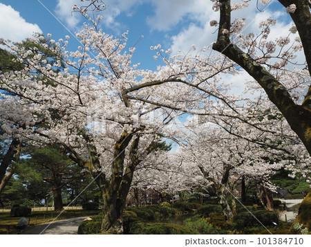 Scenery of Kenrokuen, one of the Three Great Gardens of Japan Scenery of Kenrokuen, one of the Three Great Gardens of Japan 101384710