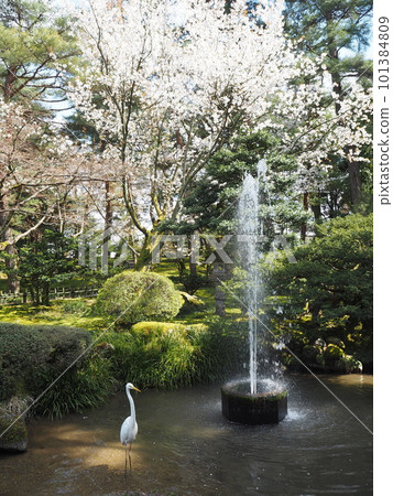 Spring scenery of Kenrokuen, one of the Three Great Gardens of Japan 101384809