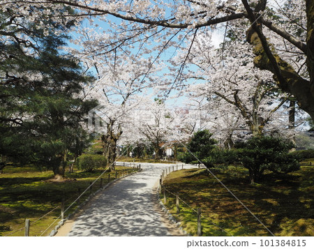 Spring scenery of Kenrokuen, one of the Three Great Gardens of Japan 101384815