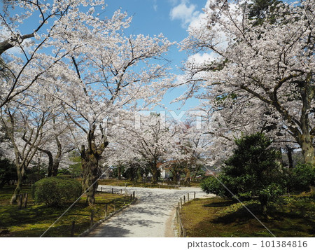 日本三大名園之一兼六園的春景 101384816
