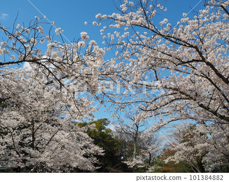 在日本三大名園之一的兼六園欣賞絕美的櫻花 在日本三大名園之一的兼六園欣賞絕美的櫻花 101384882