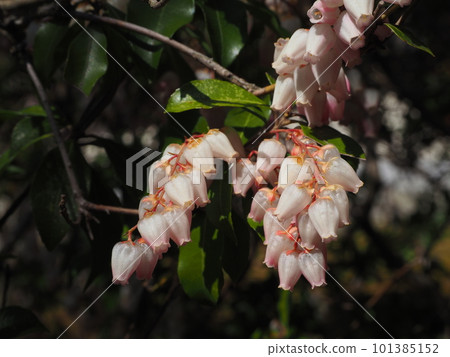Light pink Asebi flower 101385152