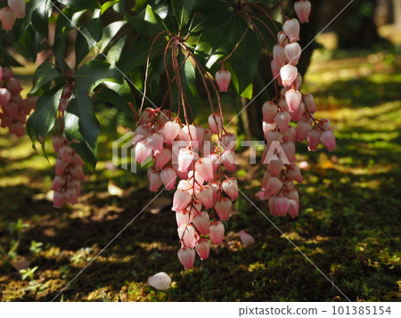 Light pink Asebi flower Light pink Asebi flower 101385154