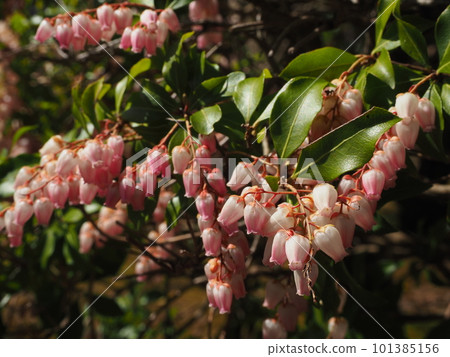Light pink Asebi flower Light pink Asebi flower 101385156