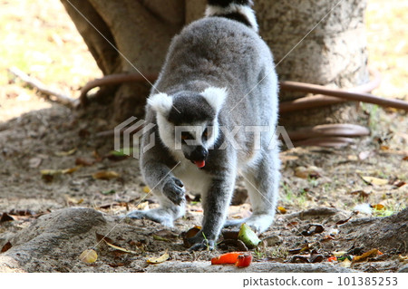 lemur monkey on tree 101385253