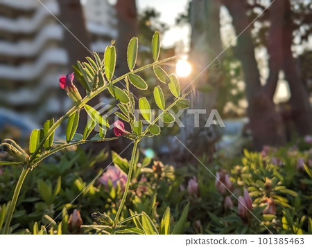A small nature bathed in sunlight A small nature bathed in sunlight 101385463