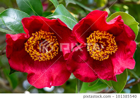 Close-up of Kumagaya camellia flowers in the garden Close-up of Kumagaya camellia flowers in the garden 101385540