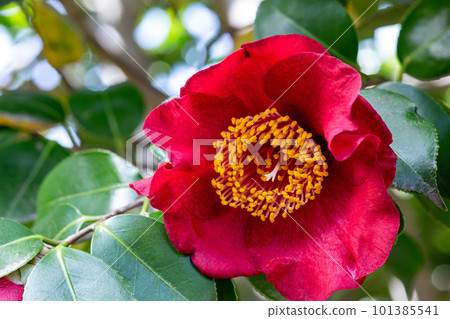 花園中熊谷山茶花的特寫 101385541