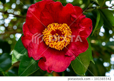 花園中熊谷山茶花的特寫 101385542