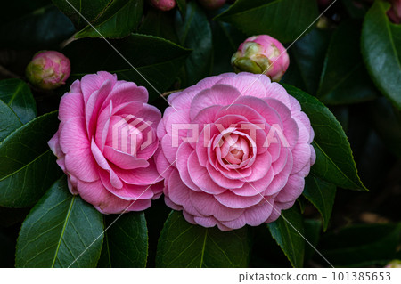 Close-up of a neat and clean maiden camellia flower in the garden 101385653
