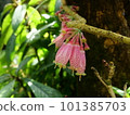Beautiful bright red flowers of Agapetes brumanica 101385703