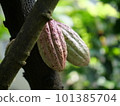 Cacao pods native to tropical America 101385704
