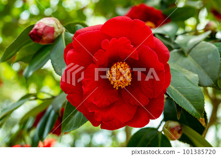 Grand slam camellia flower in the garden Grand slam camellia flower in the garden 101385720