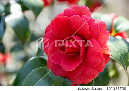 Red maiden camellia flower in the garden 101385768