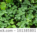 Colorful impatiens mariana native to india 101385801
