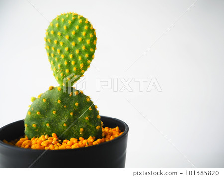 Succulent prickly pear 02 Succulent prickly pear 02 101385820