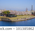 櫻花盛開的富岩運河環水公園風光 101385862