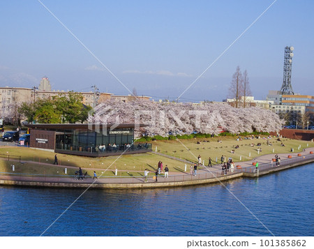 櫻花盛開的富岩運河環水公園風光 101385862