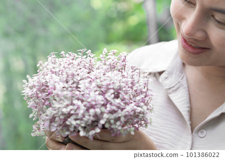 Closeup woman hand holding creeping Inch plant with happy filling, selective focus Closeup woman hand holding creeping Inch plant with happy filling, selective focus 101386022