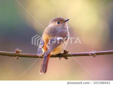 "I'm Jobiko" Super cute redstart female posing "I'm Jobiko" Super cute redstart female posing 101386041