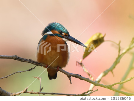 A kingfisher perched on a branch against a red background of autumn leaves A kingfisher perched on a branch against a red background of autumn leaves 101386046