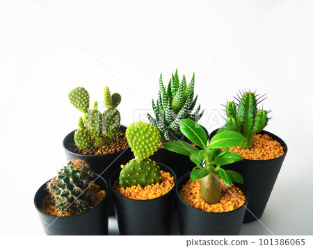 Succulent plant set 01 Succulent plant set 01 101386065