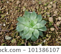 A gorgeous and beautiful forget-me-not hybrid between Hawashia obtusa and letusa 101386107