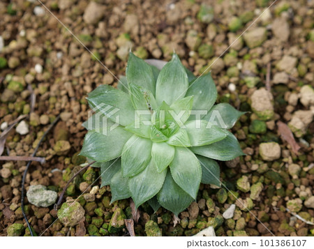 A gorgeous and beautiful forget-me-not hybrid between Hawashia obtusa and letusa A gorgeous and beautiful forget-me-not hybrid between Hawashia obtusa and letusa 101386107