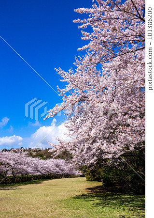Scenery of rows of cherry trees in a park in Izu Inatori Scenery of rows of cherry trees in a park in Izu Inatori 101386200