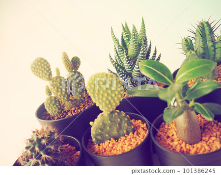 Succulent plant set 02 101386245