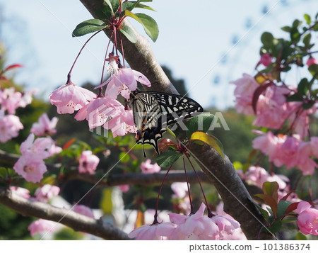 Cherry blossoms in full bloom and butterfly 101386374