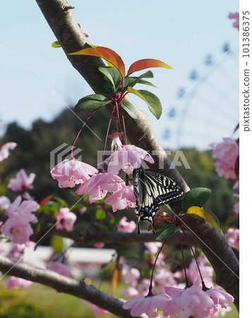 Swallowtail butterfly that smokes nectar Swallowtail butterfly that smokes nectar 101386375